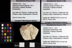 Foto (Objket + Etiketten) von Gastrosacus limacurvus (Robins, 2013) 